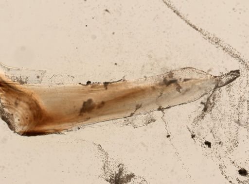 Eunicidae