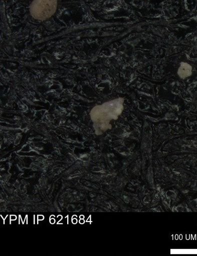 undet. Heterohelicidae