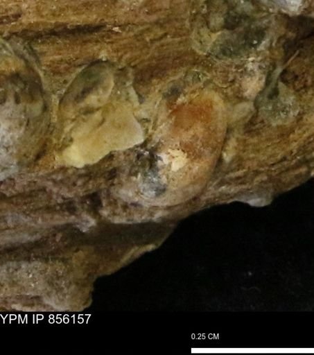 Teredo sp.