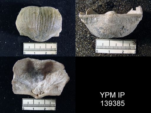 Productus (Dictyoclostus) sp.