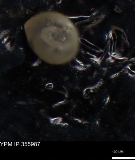 undet. Foraminiferida