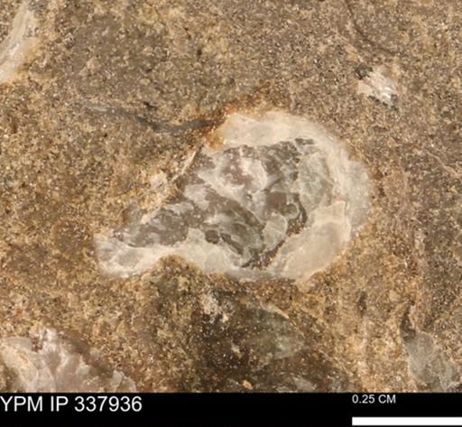 undet. Ostreidae