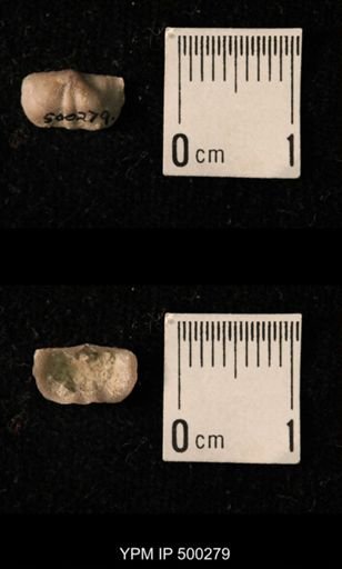 Mesolobus mesolobus decipiens