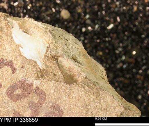 undet. Mollusca