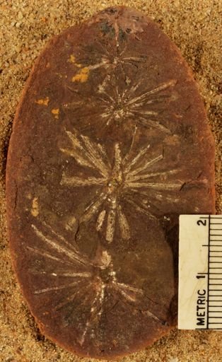 Annularia radiata