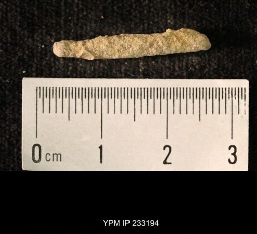 Archaeocidaris sp.