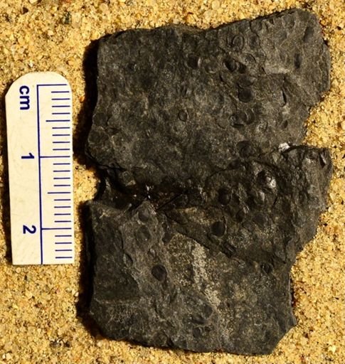 Lepidostrobus gracilis