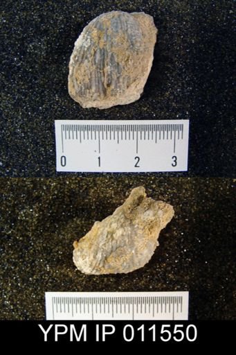 Buxtonia occidentalis
