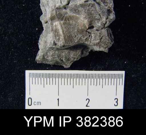 Derbya sp.