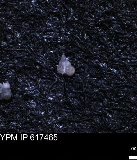 undet. Heterohelicidae