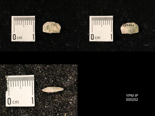 Mesolobus mesolobus decipiens