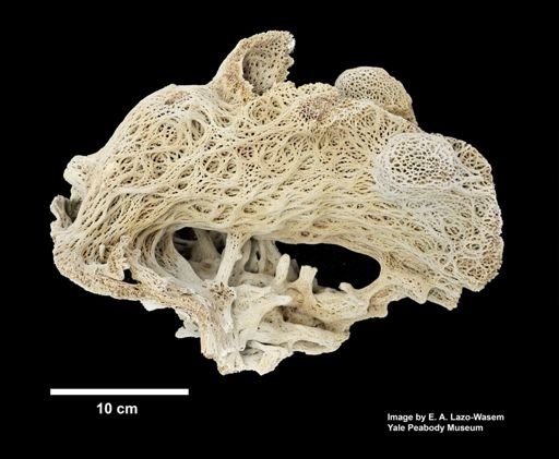 Hexactinellida