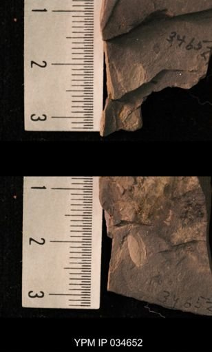 Hexapoda?