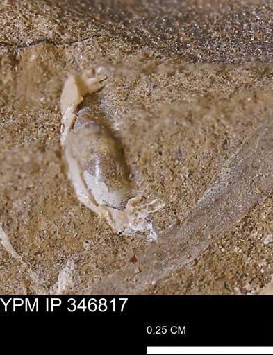 undet. Bivalvia