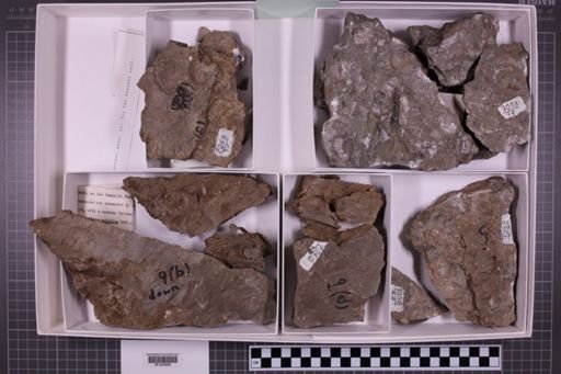 mixed taxa, stratigraphic collection