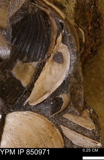 Limopsis striatopunctatus