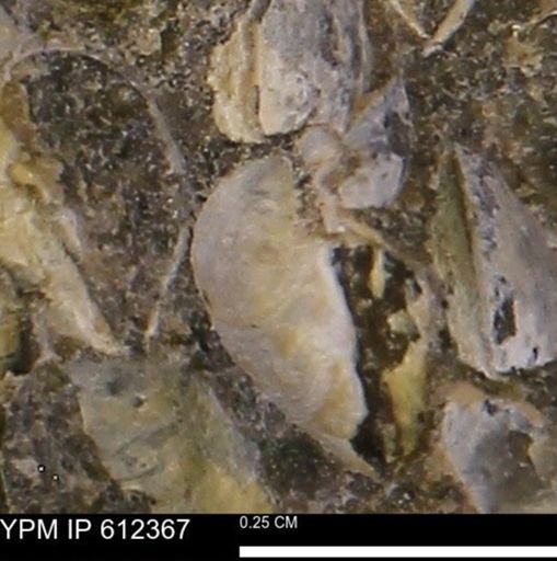 undet. Bivalvia