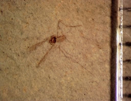 undet. Diptera