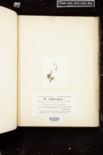 Coleochaete nitellarum