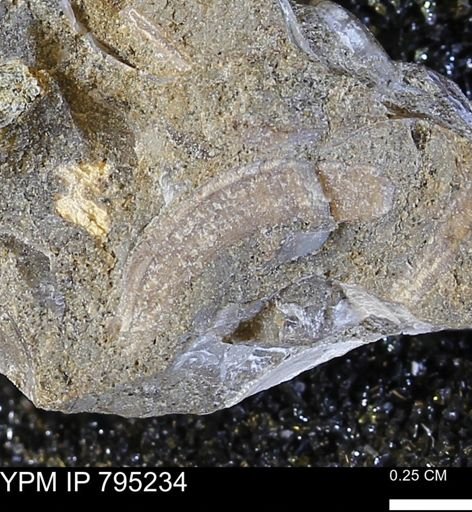 undet. Bivalvia