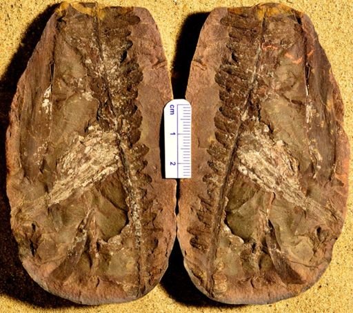 Pecopteris