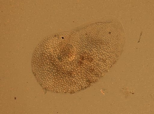 Lagisca floccosa