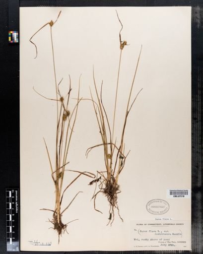 Carex flava