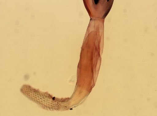 Arhythmorhynchus frassoni