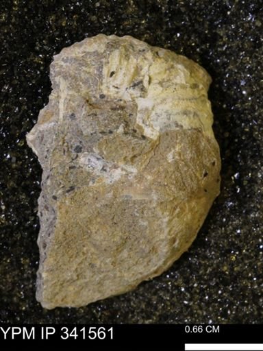 Scaphites sp.