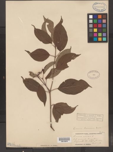 Cornus amomum