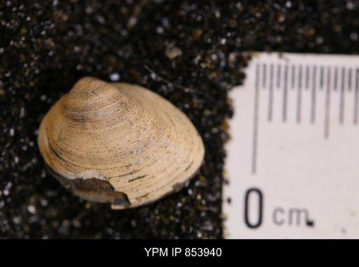 Limopsis striatopunctatus
