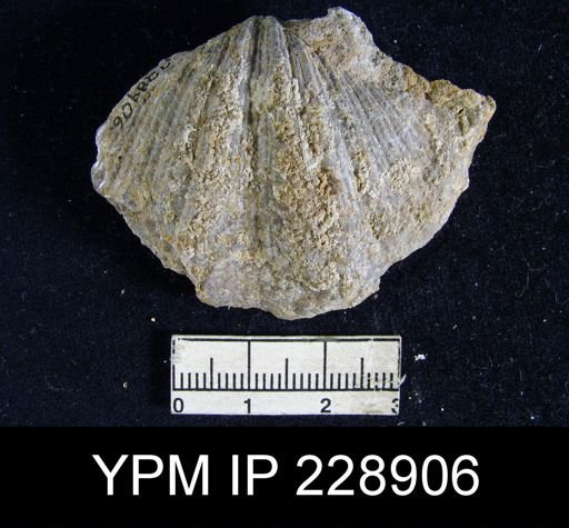 Neospirifer latus