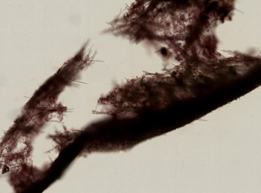 Crella (Yvesia) sp.