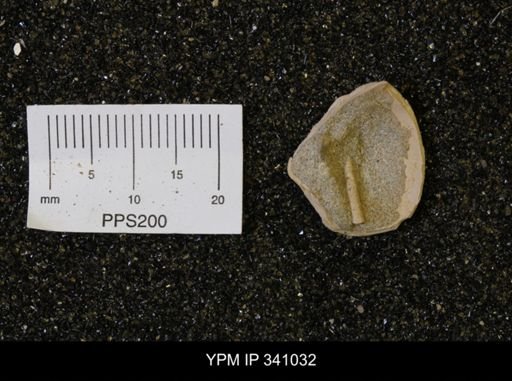 undet. Scaphopoda
