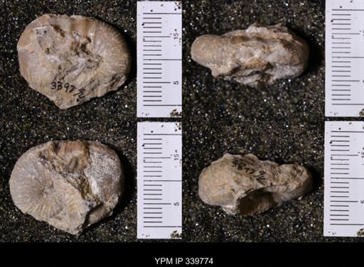 Scaphites whitfieldi