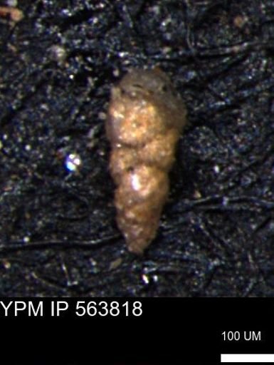 Verneuilinoides kansasensis