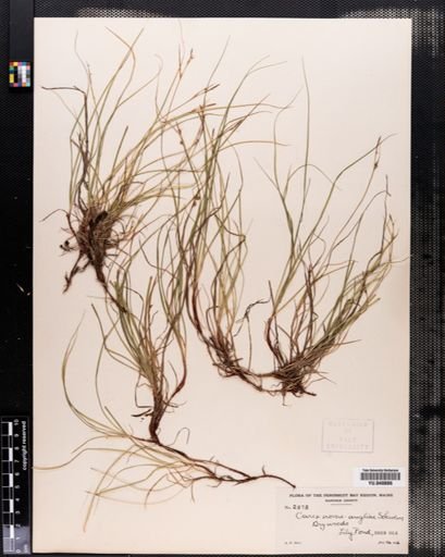 Plantae