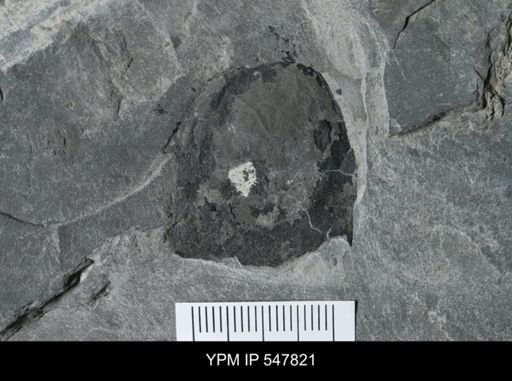 undet. Eurypterida