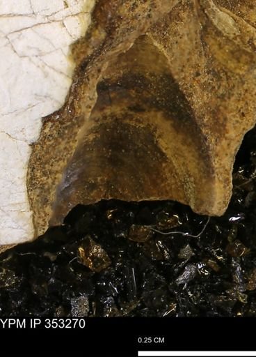 Limopsis striatopunctatus