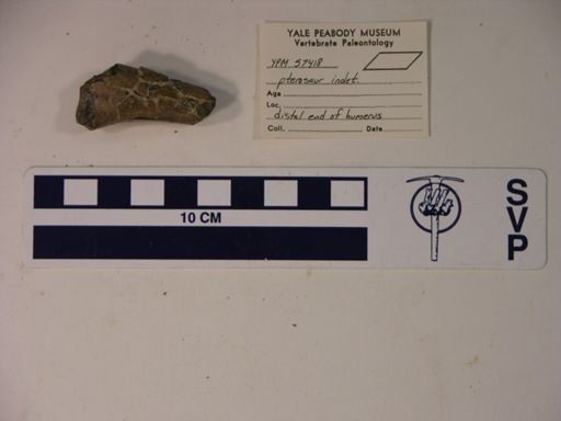 Pterodactylidae