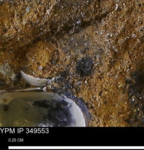 undet. Mollusca