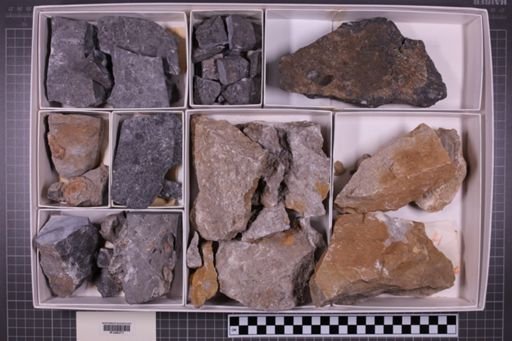 mixed taxa, stratigraphic collection