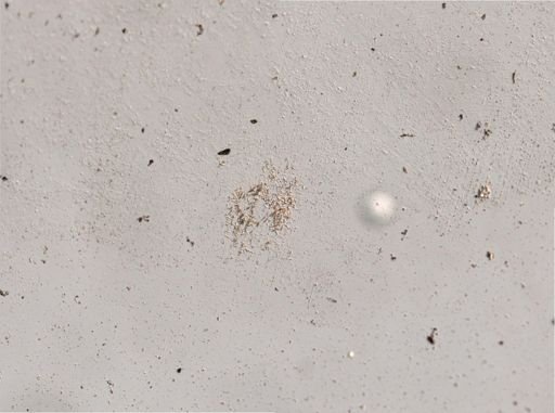 Rotifera