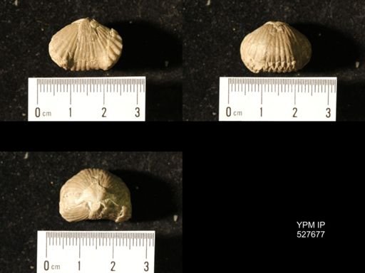 Rhynchopora persinuata