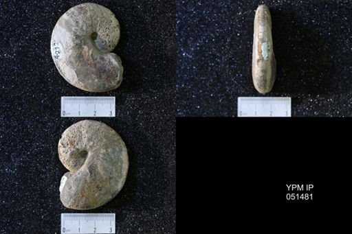 Hoploscaphites nicolletii