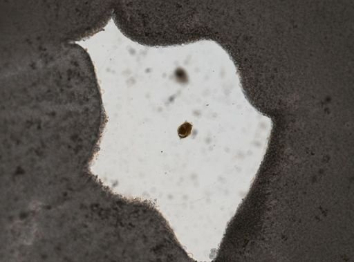 Euchlanis triquetra