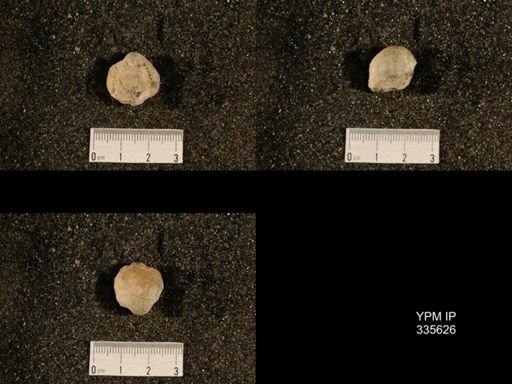 Linoproductus cora