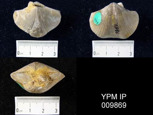 Spirifer parryana
