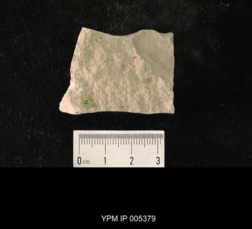 Delopsocus latus