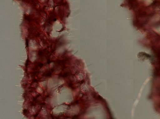 Clathria (Thalysias)